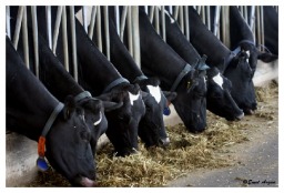 Tesisimizden Görüntüler