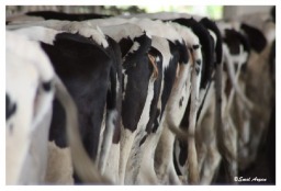 Tesisimizden Görüntüler